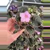 plant/Pink variegated wranglers Dixie celebration starter plant growers choice-1-thumbnail