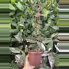 plant/4” Hanging Pot (10 pack)-0-thumbnail