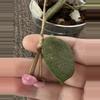 plant/Hoya Thomsonii - 2 Active Peduncles w/Blooms!-1-thumbnail