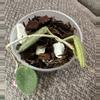 plant/Hoya Thomsonii - 2 Active Peduncles w/Blooms!-0-thumbnail