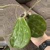 plant/Hoya latifolia fka Sarawak rooted cutting-1-thumbnail
