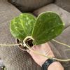 plant/Hoya latifolia fka Sarawak rooted cutting-0-thumbnail