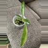 plant/Hoya Suluwesiana from stick-0-thumbnail