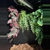 plant/FREE SHIPPING - (3) Artificial Plant Holders with (6) Screws for PVC enclosures-1-thumbnail