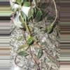 plant/Columnea Minor vine terrarium plant-4-thumbnail