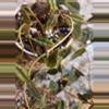 plant/Columnea Minor vine terrarium plant-1-thumbnail