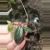 plant/Columnea Minor vine terrarium plant-2-thumbnail