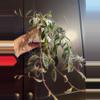 plant/Columnea Minor vine terrarium plant-0-thumbnail