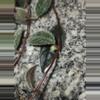 plant/Columnea Minor vine terrarium plant-3-thumbnail