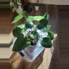 plant/Monstera Seedlings-0-thumbnail