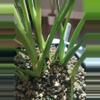 plant/Monstera Seedlings-1-thumbnail
