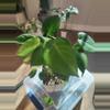plant/Monstera Seedlings-2-thumbnail