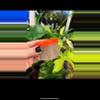 plant/10 Gymnocalicium Seeds-0-thumbnail