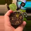 plant/Anthurium Dark Crystal x Milkman-1-thumbnail