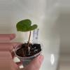 plant/Anthurium Besseae aff x Luxurians seedling-0-thumbnail