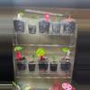plant/IKEA greenhouse shelves-1-thumbnail