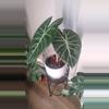 plant/Alocasia Morocco 'Pink Dragon' Seedlings-0-thumbnail