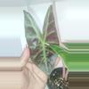 plant/Alocasia Morocco 'Pink Dragon' Seedlings-4-thumbnail