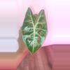 plant/Alocasia Morocco 'Pink Dragon' Seedlings-2-thumbnail