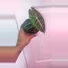 plant/Alocasia Morocco 'Pink Dragon' Seedlings-3-thumbnail