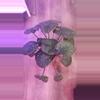 plant/Alocasia Serendipity-2-thumbnail