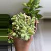 plant/4” Cotyledon Pendis-1-thumbnail