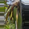 plant/Additional Shipping Charge-0-thumbnail