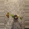 plant/Fallopia multiflora variegated rooted cutting-4-thumbnail