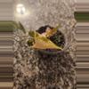 plant/Fallopia multiflora variegated rooted cutting-2-thumbnail