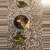 plant/Fallopia multiflora variegated rooted cutting-5-thumbnail