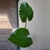 plant/Alocasia Odora Elephant Ear-0-thumbnail