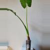 plant/Alocasia Odora Elephant Ear-1-thumbnail