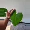 plant/Alocasia Odora Elephant Ear-2-thumbnail