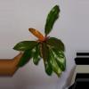 plant/Philodendron McColleys Finale-1-thumbnail