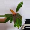 plant/Philodendron McColleys Finale-0-thumbnail