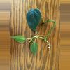 plant/Heartleaf Philodendron cuttings-0-thumbnail