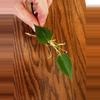 plant/Heartleaf Philodendron cuttings-3-thumbnail