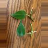 plant/Heartleaf Philodendron cuttings-5-thumbnail