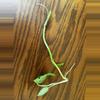 plant/Monstera Adansonii cuttings-3-thumbnail