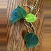 plant/Heartleaf Philodendron cuttings-1-thumbnail
