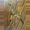 plant/Heartleaf Philodendron cuttings-4-thumbnail