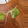 plant/Monstera Adansonii cuttings-2-thumbnail