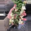 plant/Hoya variegated compacta rope starter plant growers choice D5-0-thumbnail