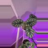 plant/Alocasia Dragon Scale-1-thumbnail