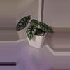 plant/Alocasia Dragon Scale-2-thumbnail