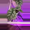 plant/Alocasia Dragon Scale-0-thumbnail