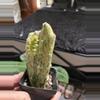 plant/Variegated SpongeBob opuntia-0-thumbnail