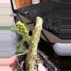 plant/Variegated SpongeBob opuntia-1-thumbnail