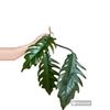 plant/Philodendron Pluto-0-thumbnail