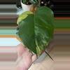 plant/Aurea monstera leaf with growth-0-thumbnail